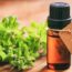 Health benefits of oregano essential oil