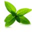 7 Herbs That Kill Viruses and Clear Mucus Discharge from Your Lungs